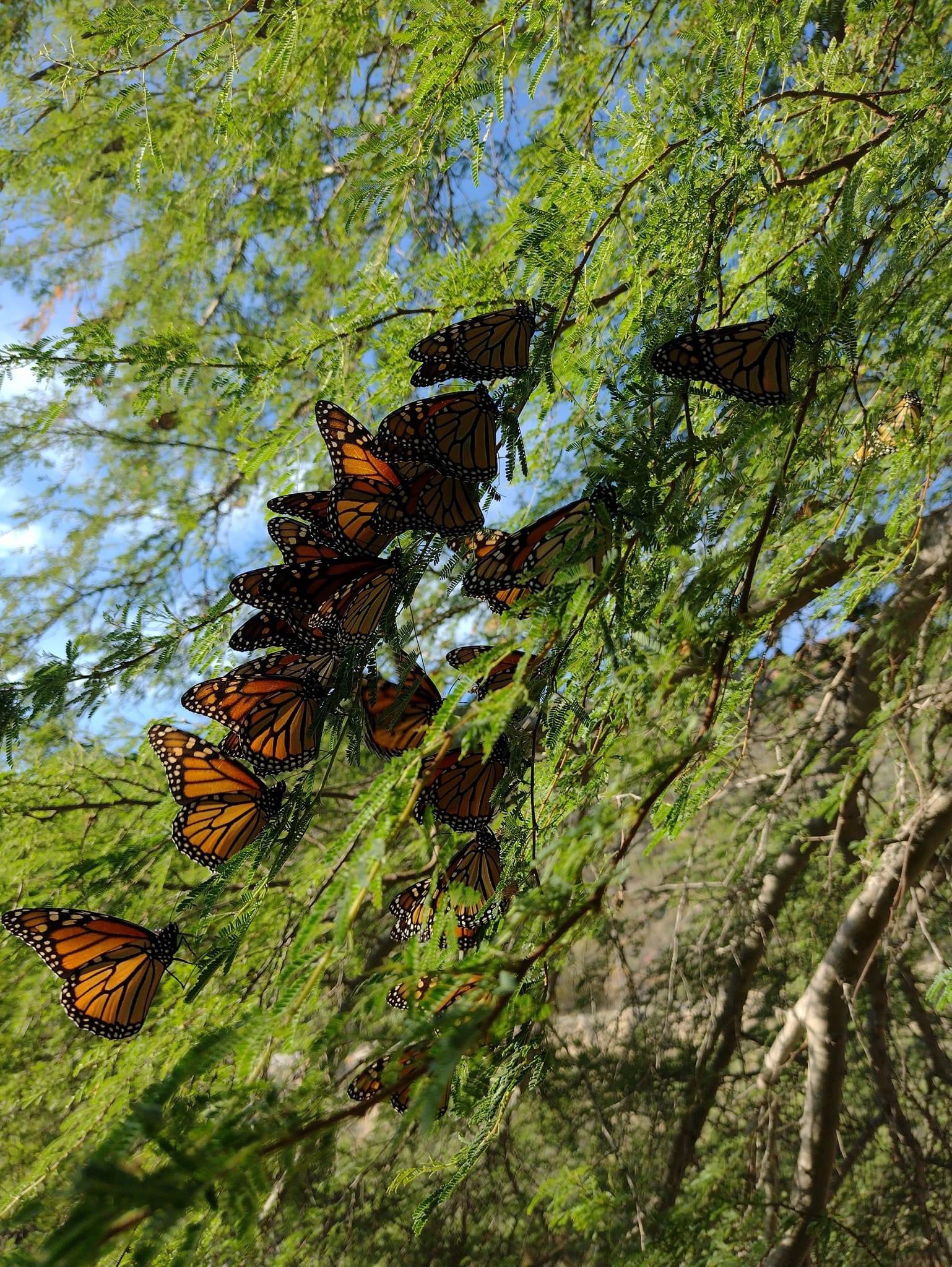 Mariposa Monarca 