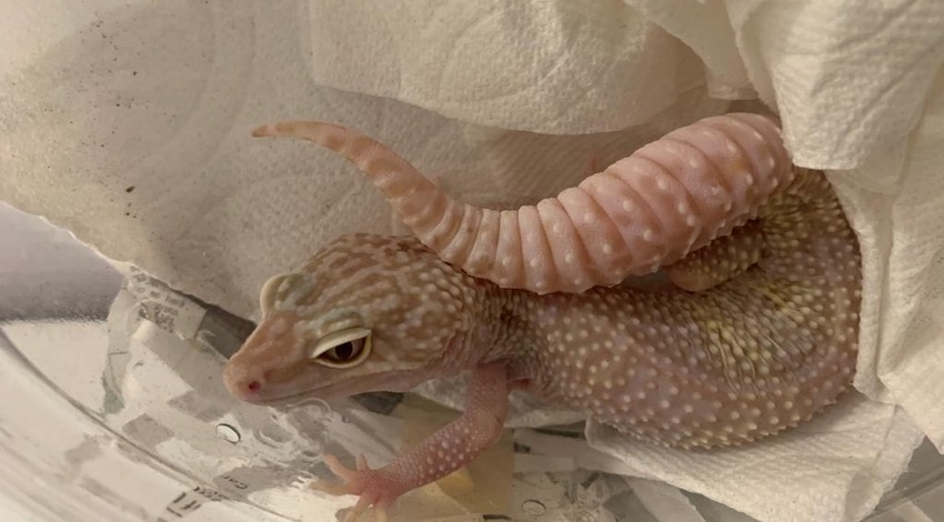 Geckos Albinos