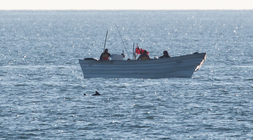 Imagen de Sea Shepherd, Museo de la Ballena, Conanp