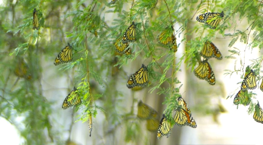 Primeras Mariposas Monarca 2024