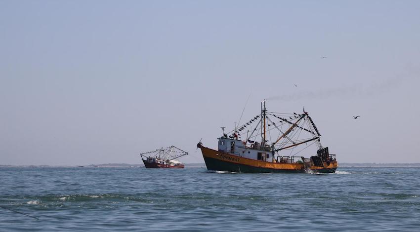 Pesca camarón Altamar 