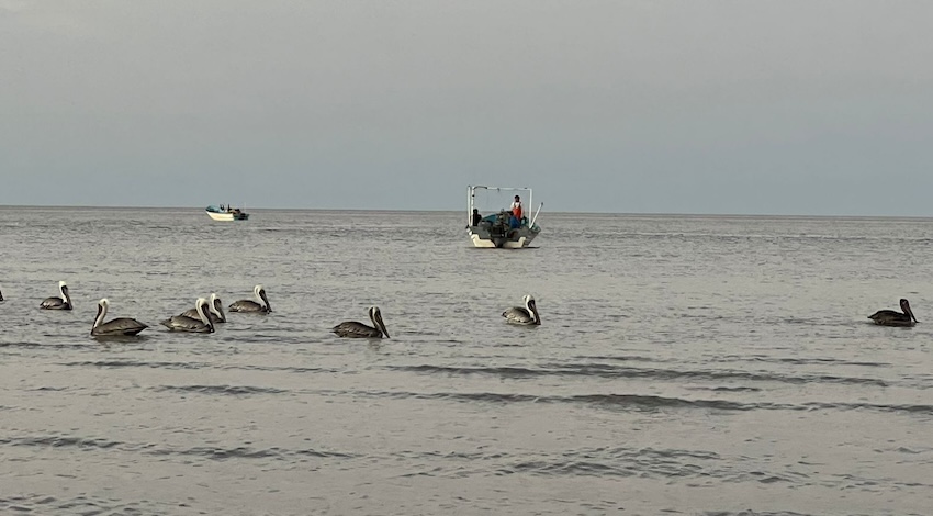 Pesca Camarón 2024 Alto Golfo de California 