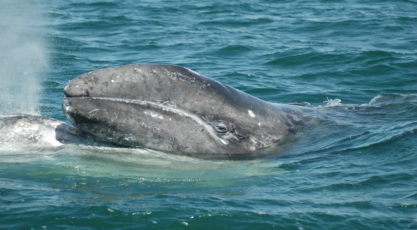 Ballena Gris Foto: PRIMMA