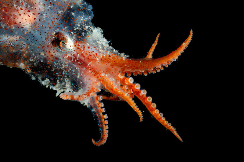 Especies del fondo marino 