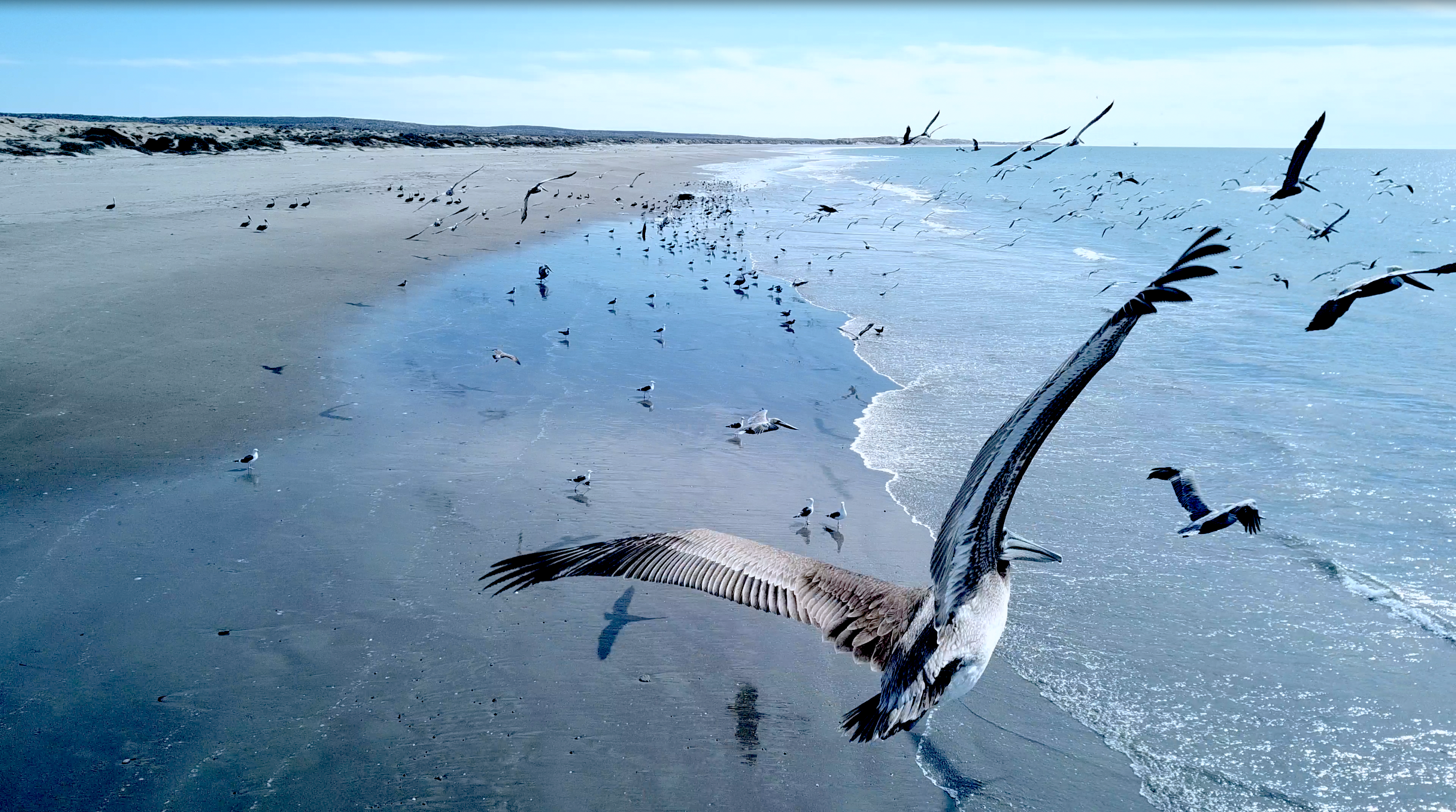 Las Barrancas, Golfo de Ulloa, BCS