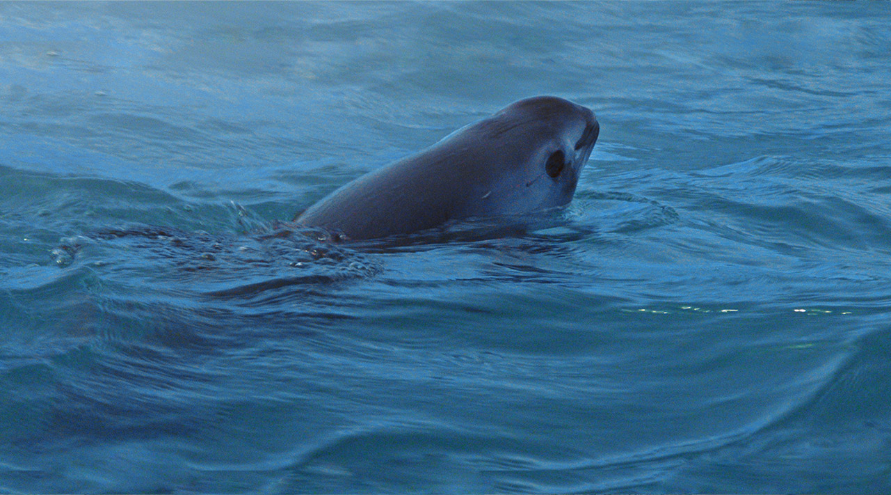 sea-shadow-vaquita-suncine.jpg