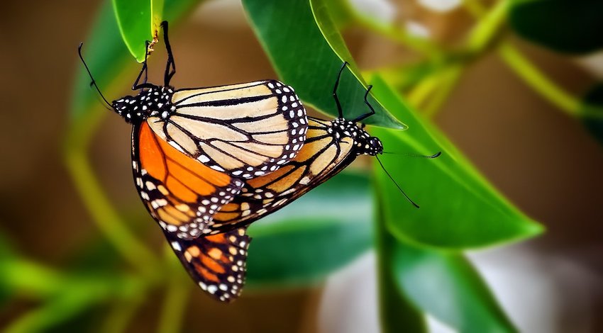 Mariposa Monarca