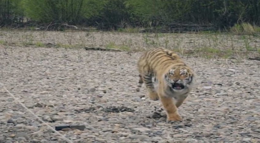 Buscan un supuesto tigre en el Desierto de los Leones | Algo Que Informar